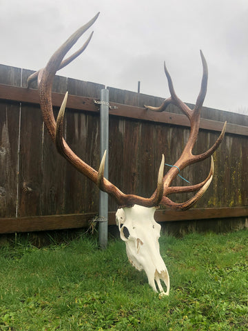 Elk Skull Cleaning